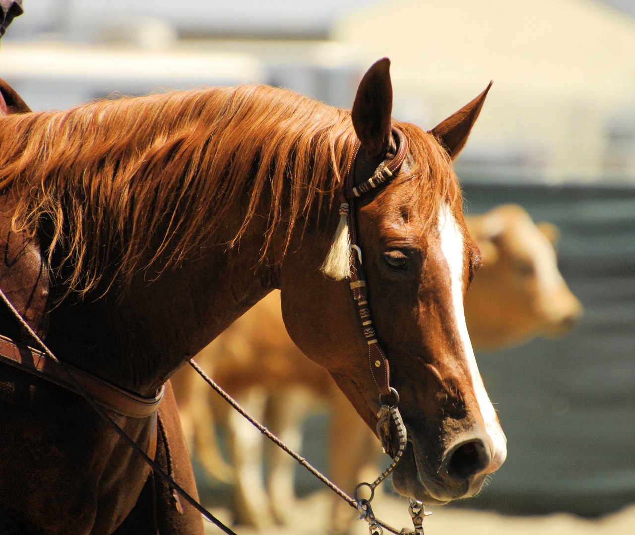 Arabian Horse Show in Scottsdale