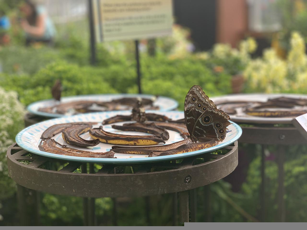 Butterflies at a conservatory, eating rotten banana peels