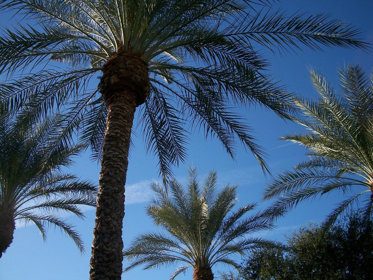 Palm trees highlighting the Scottsdale skyline