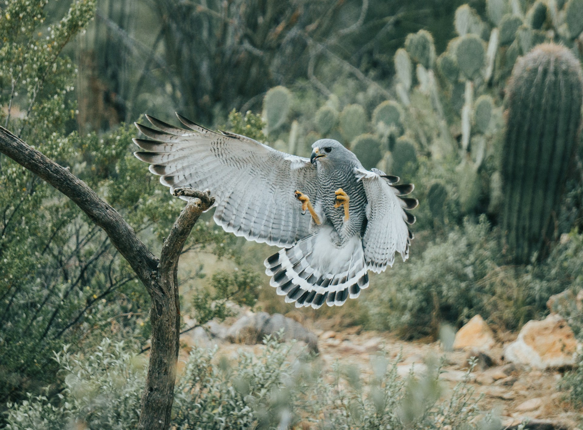 Arizona Wildlife Watching Journey